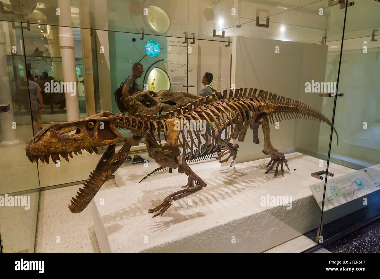 Skelett eines Prestosuchus chiniquensis, ausgestellt im American Museum of Natural History Stockfoto