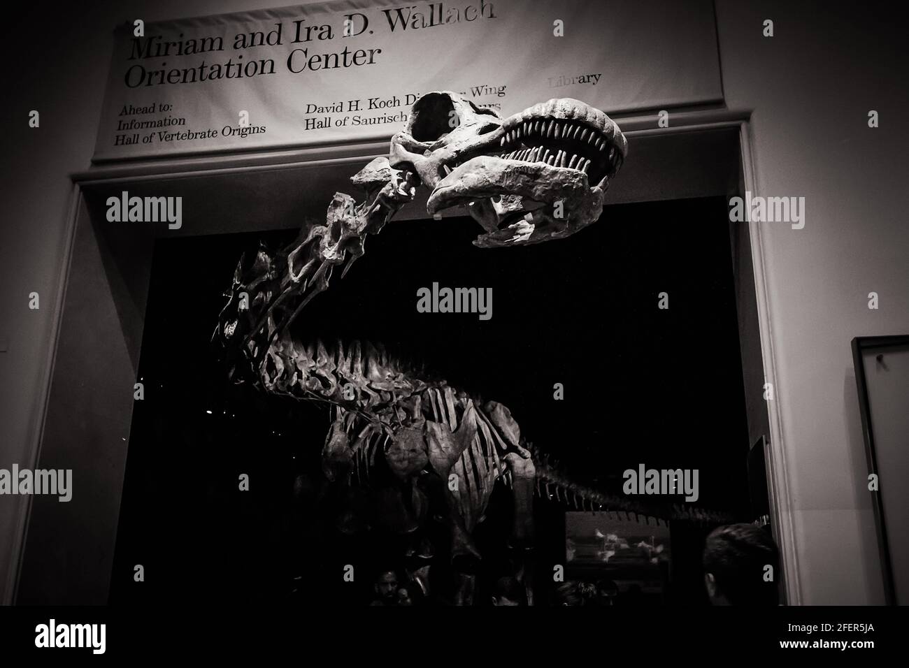 Schwarz-Weiß-Bild des Titanosauriers am Eingang des Orientation Center Miriam und Ira D. Wallach im American Museum of Natural History Stockfoto