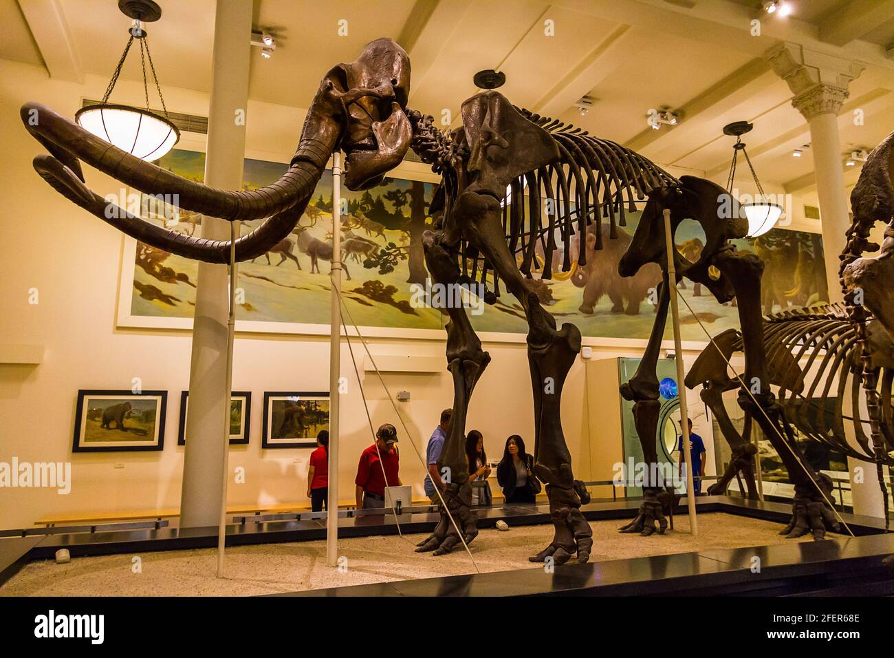 Mammutskelett in der Hall of Advanced Mammals im American Museum of Natural History in New York City Stockfoto