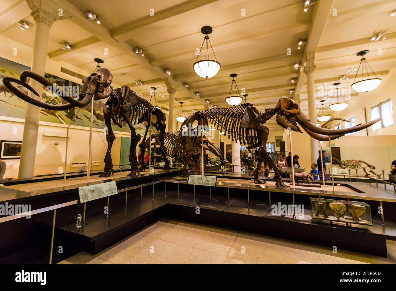 Mammut- und Mastodon-Skelette in der Hall of Advanced Mammals im American Museum of Natural History in New York City Stockfoto
