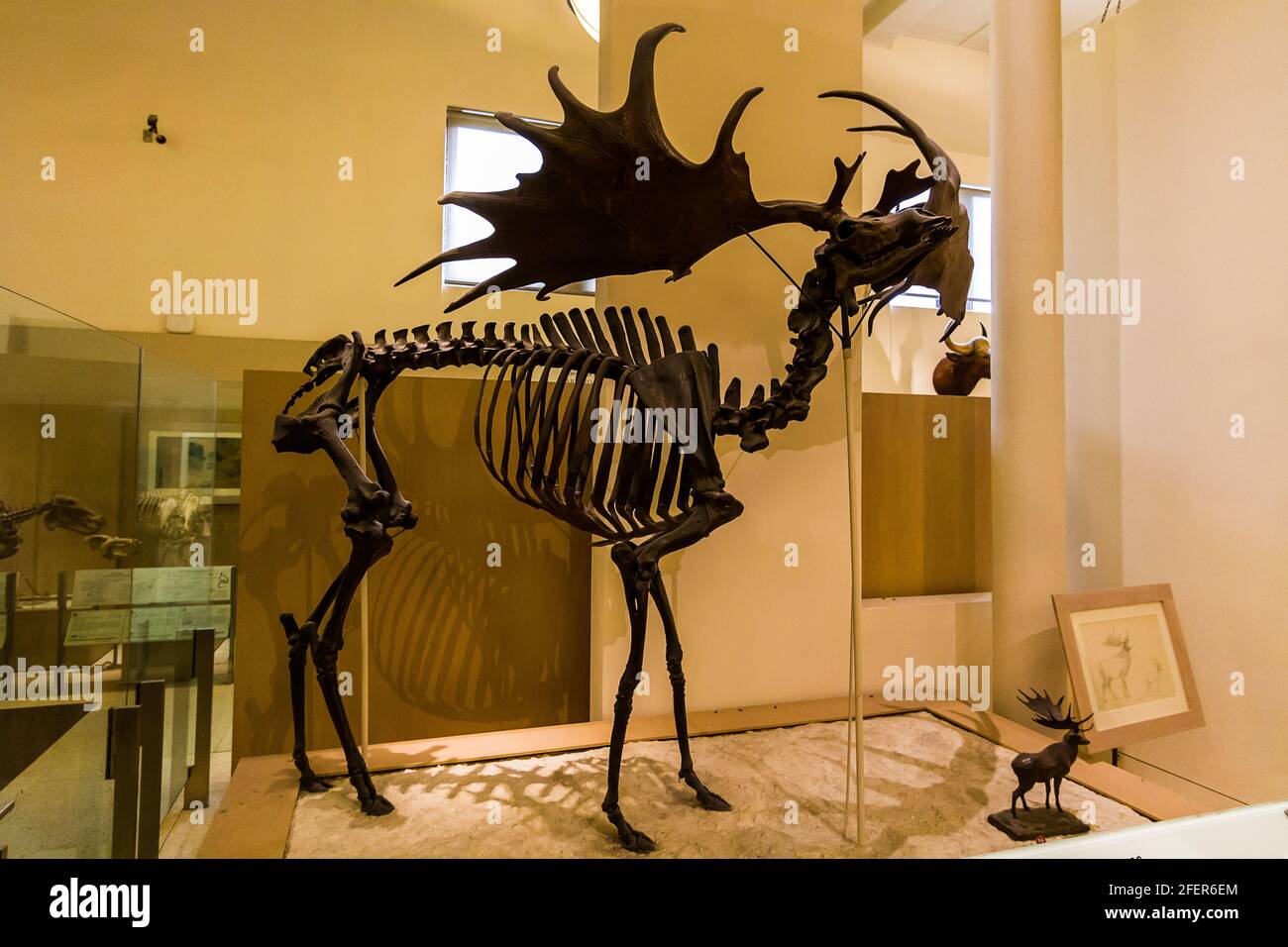 Irischer Elch (Megaloceros giganteus) In der Hall of Advanced Mammals im American Museum of Naturgeschichte in New York City Stockfoto