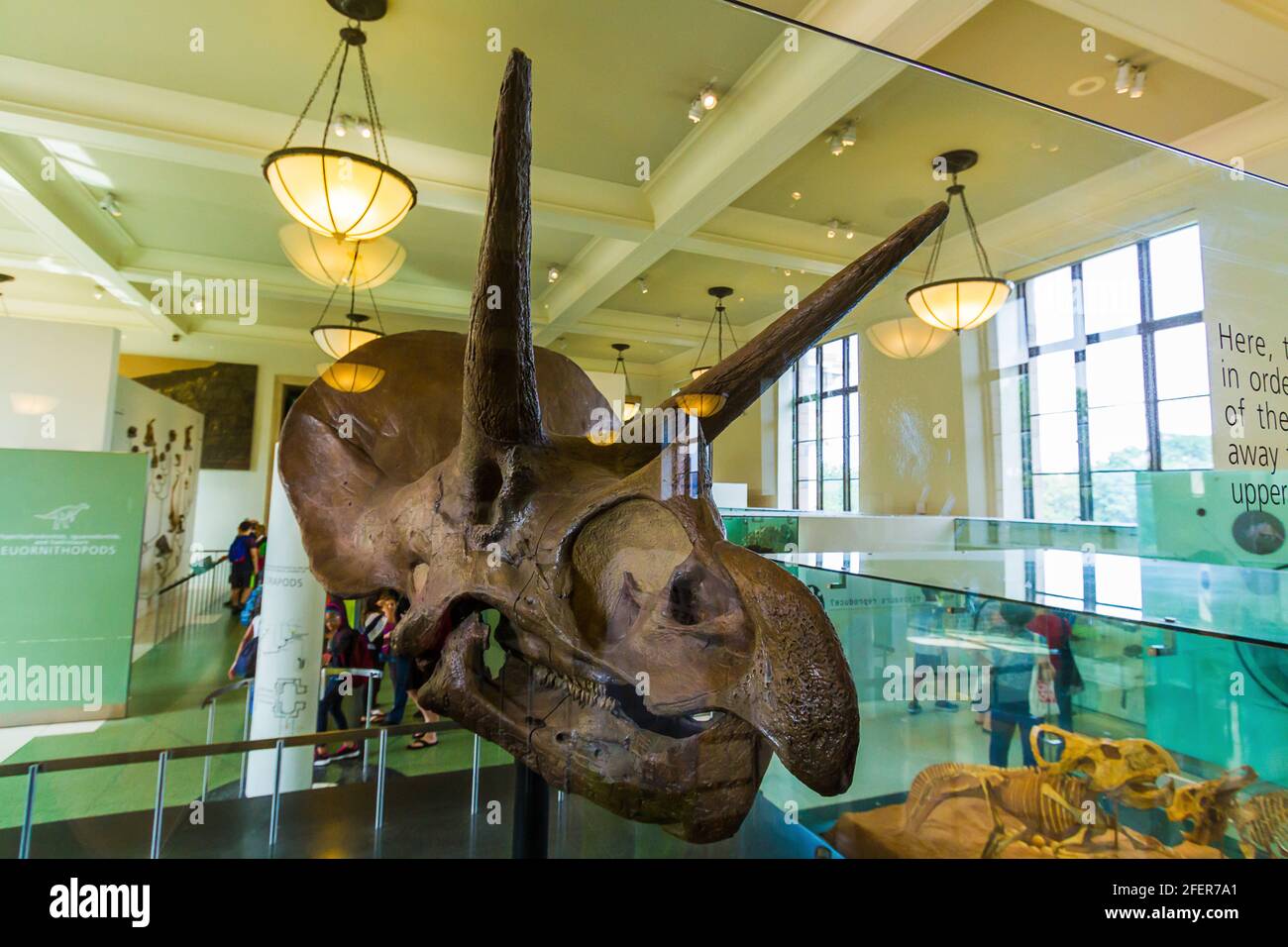 Triceratops Schädel im American Museum of Natural History Stockfoto