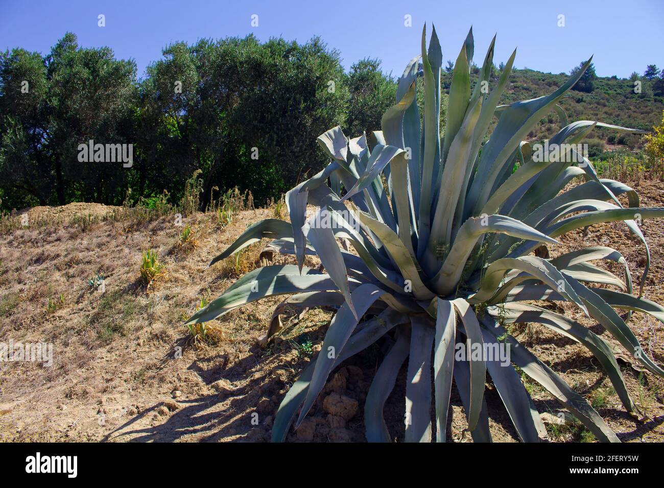 Groe Sukulente (Aloe Vera) und die Landschaft der gis, die in der Trkei  gefangen ist. Wilde Pflanzen und Bume an einem sonnigen Sommertag  Stockfotografie - Alamy