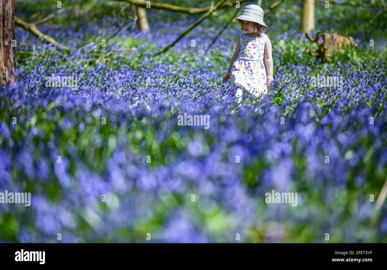 © lizenziert für London News Pictures. 24/04/2021. Carmarthenshire, Wales. Abgebildet ist die dreijährige Lillian Joy Among Bluebells im Dinfwr Castle in Carmarthenshire, während das Vereinigte Königreich am Wochenende warmes Frühlingswetter genießt. Die Bluebells blühen jedes Jahr bis Ende Mai und kreieren einen Teppich aus wunderschönen blauen Farben in Wäldern im ganzen Land. Foto: Robert Melen/LNP Stockfoto