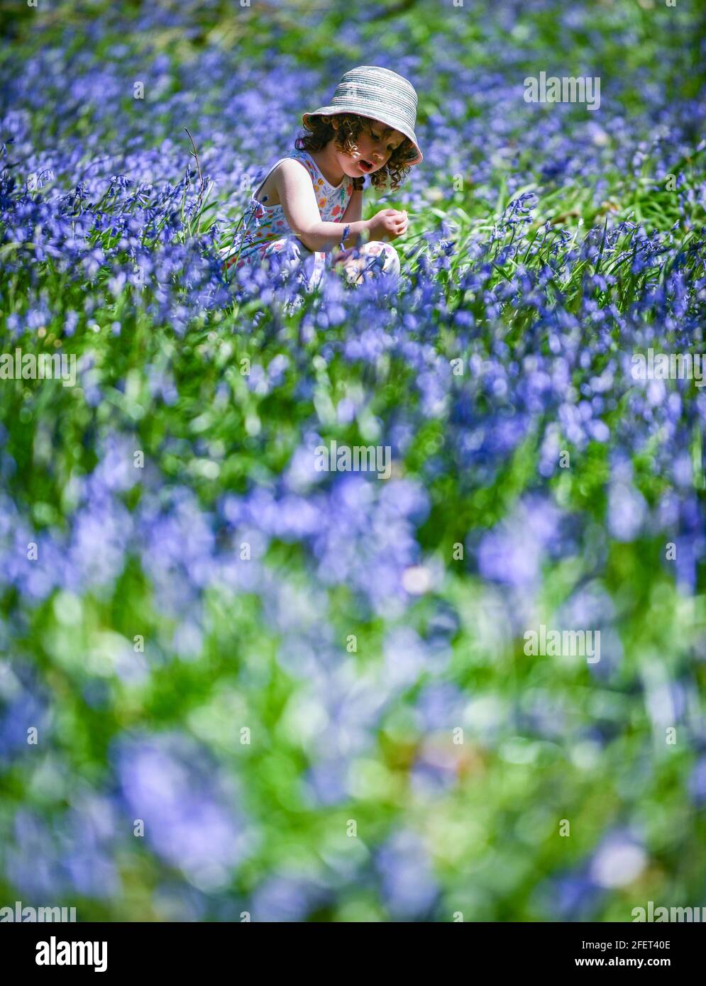 © lizenziert für London News Pictures. 24/04/2021. Carmarthenshire, Wales. Abgebildet ist die dreijährige Lillian Joy Among Bluebells im Dinfwr Castle in Carmarthenshire, während das Vereinigte Königreich am Wochenende warmes Frühlingswetter genießt. Die Bluebells blühen jedes Jahr bis Ende Mai und kreieren einen Teppich aus wunderschönen blauen Farben in Wäldern im ganzen Land. Foto: Robert Melen/LNP Stockfoto