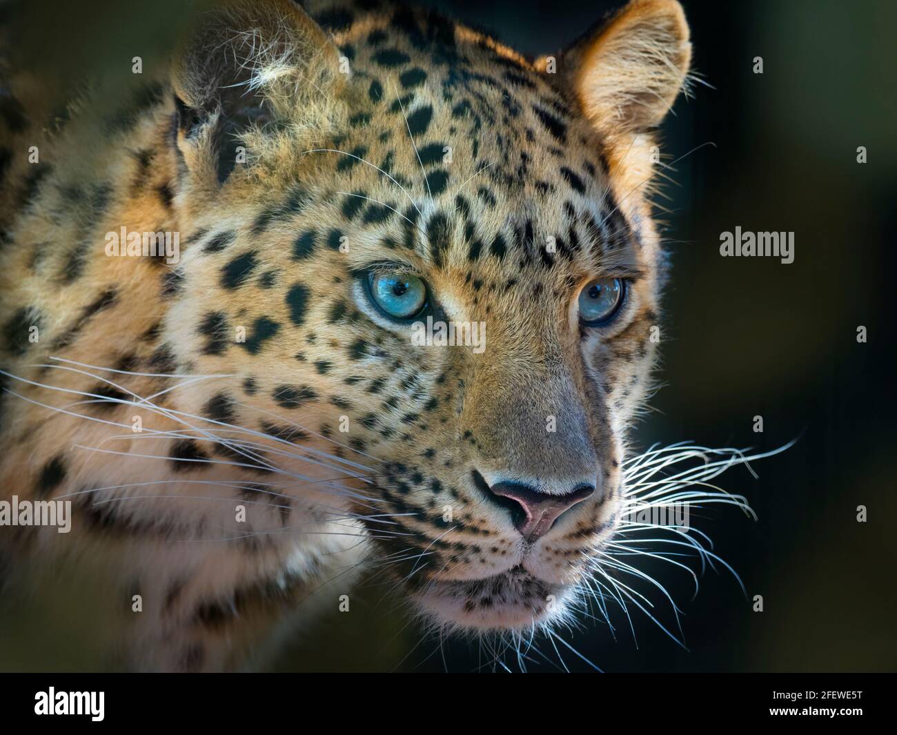 Amur Leopard Panthera pardus orientalis Stockfoto