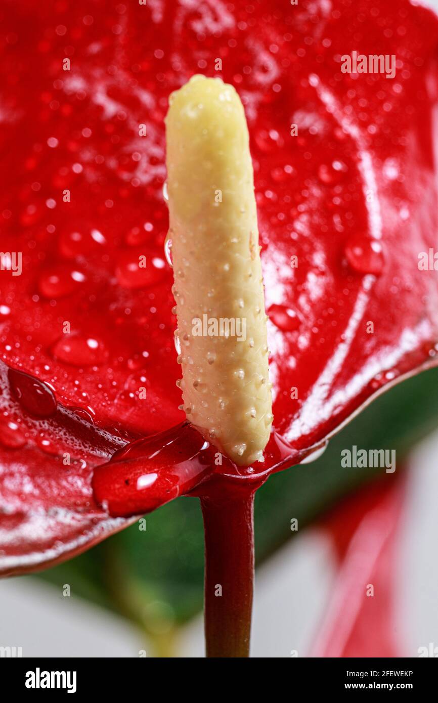 Rotes Anthurium Blume Makro Nahaufnahme vertikale Foto. Zimmerpflanzen für den Blumenladen. Schöner Bildschirmschoner für Ihr Telefon. Stockfoto