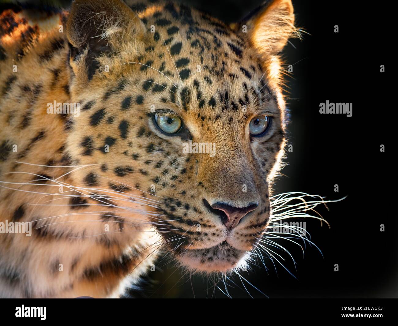 Amur Leopard Panthera pardus orientalis Stockfoto