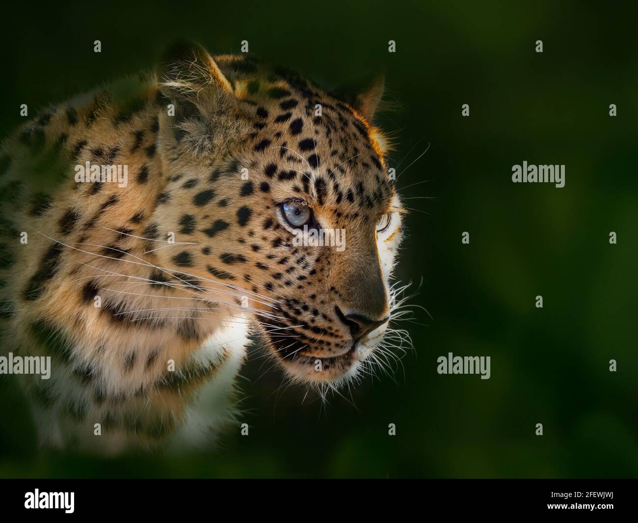 Amur Leopard Panthera pardus orientalis Stockfoto