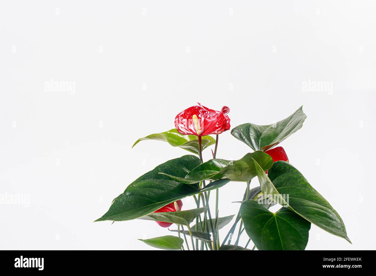 Rote Anthuriumblume auf weißem Hintergrund isolieren. Platz kopieren für Text-Banner, Zimmerpflanzen für Blumenladen. Stockfoto
