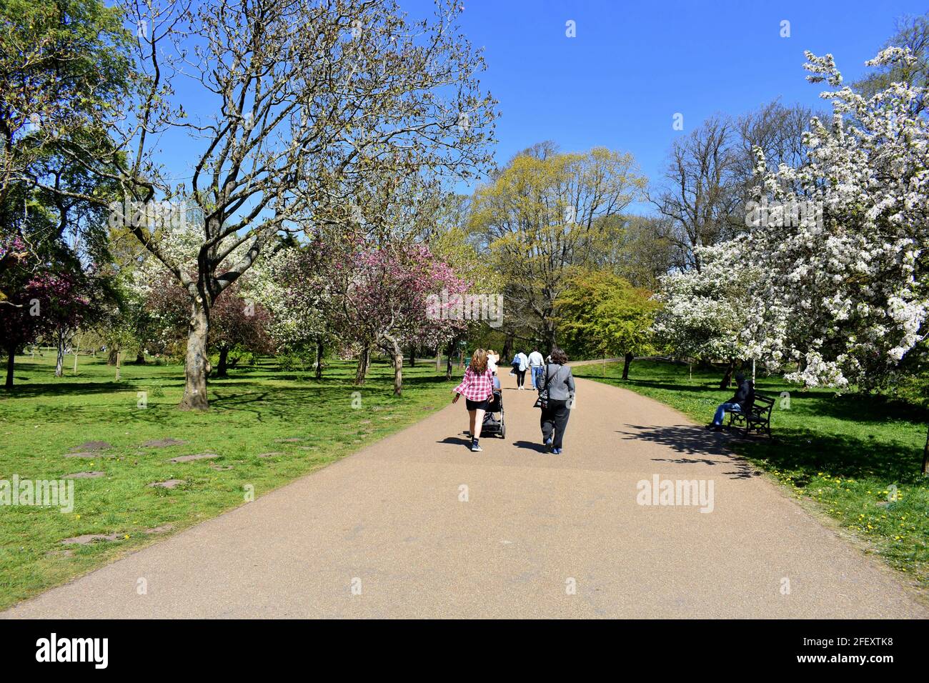 Fußgänger, die auf einem Pfad zwischen den Blütenbäumen im Bute Park, Cardiff, Wales, spazieren Stockfoto