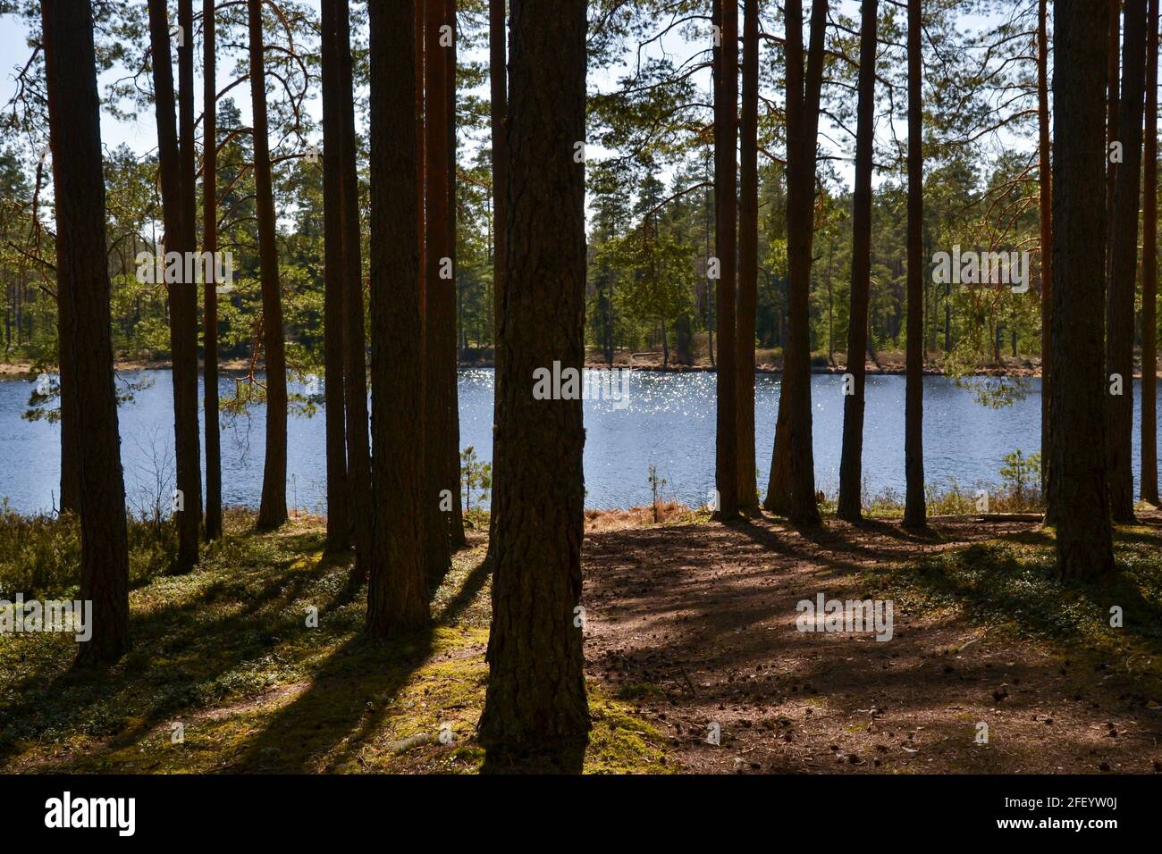 Sandweg zum See durch den Kiefernwald an einem sonnigen Sommertag. Sommerlandschaft Stockfoto