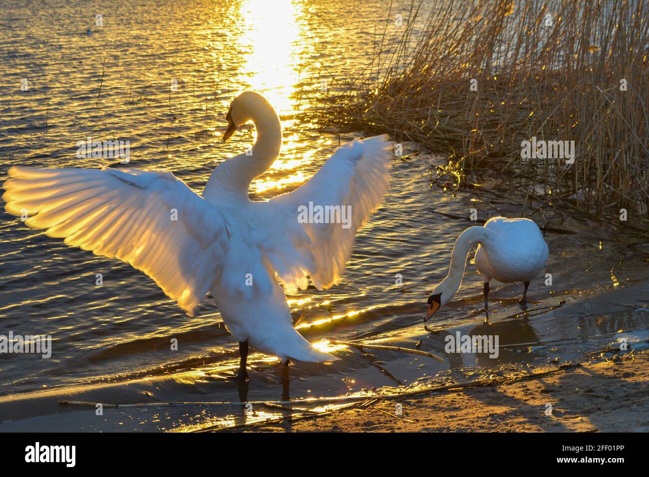 Der weiße Schwan breitet seine Flügel im Sonnenuntergangswasser aus. Schwäne leuchten wunderschön in den goldenen Strahlen der Sonne. Sonnenuntergang am See. Sommerlandschaft Stockfoto