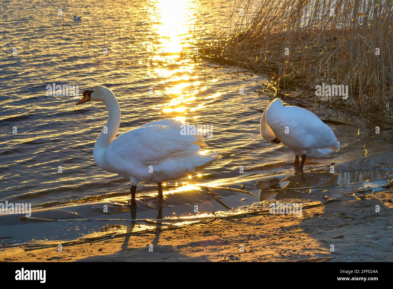 Weiße Schwäne im Sonnenuntergangswasser am Ufer des Sees .. Schwäne werden wunderschön von goldenen Sonnenstrahlen beleuchtet. Sonnenuntergang am See. Sommer la Stockfoto