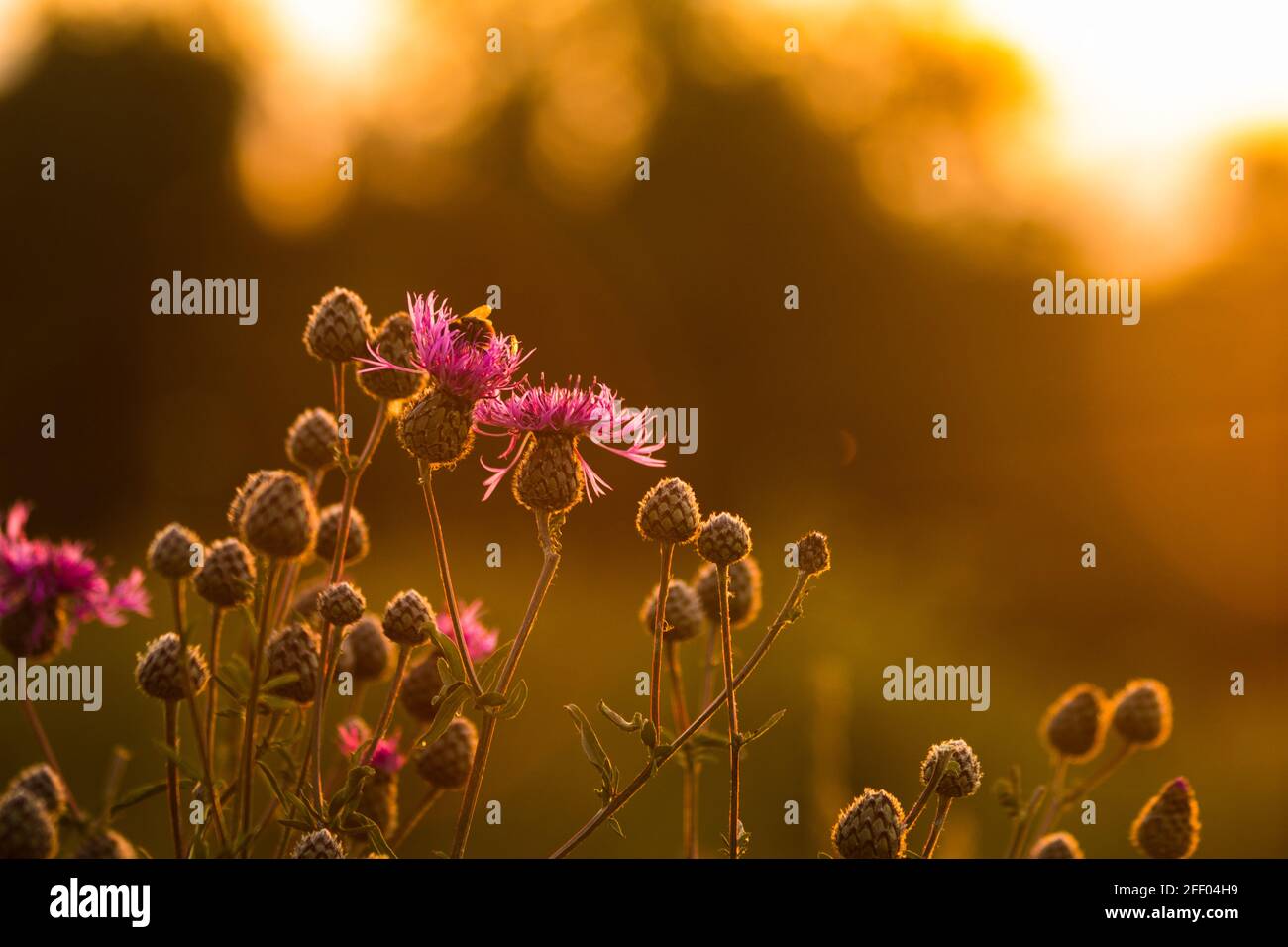 Sommerkonzept: Hummel auf der Blume. Sunrise Hintergrund Stockfoto