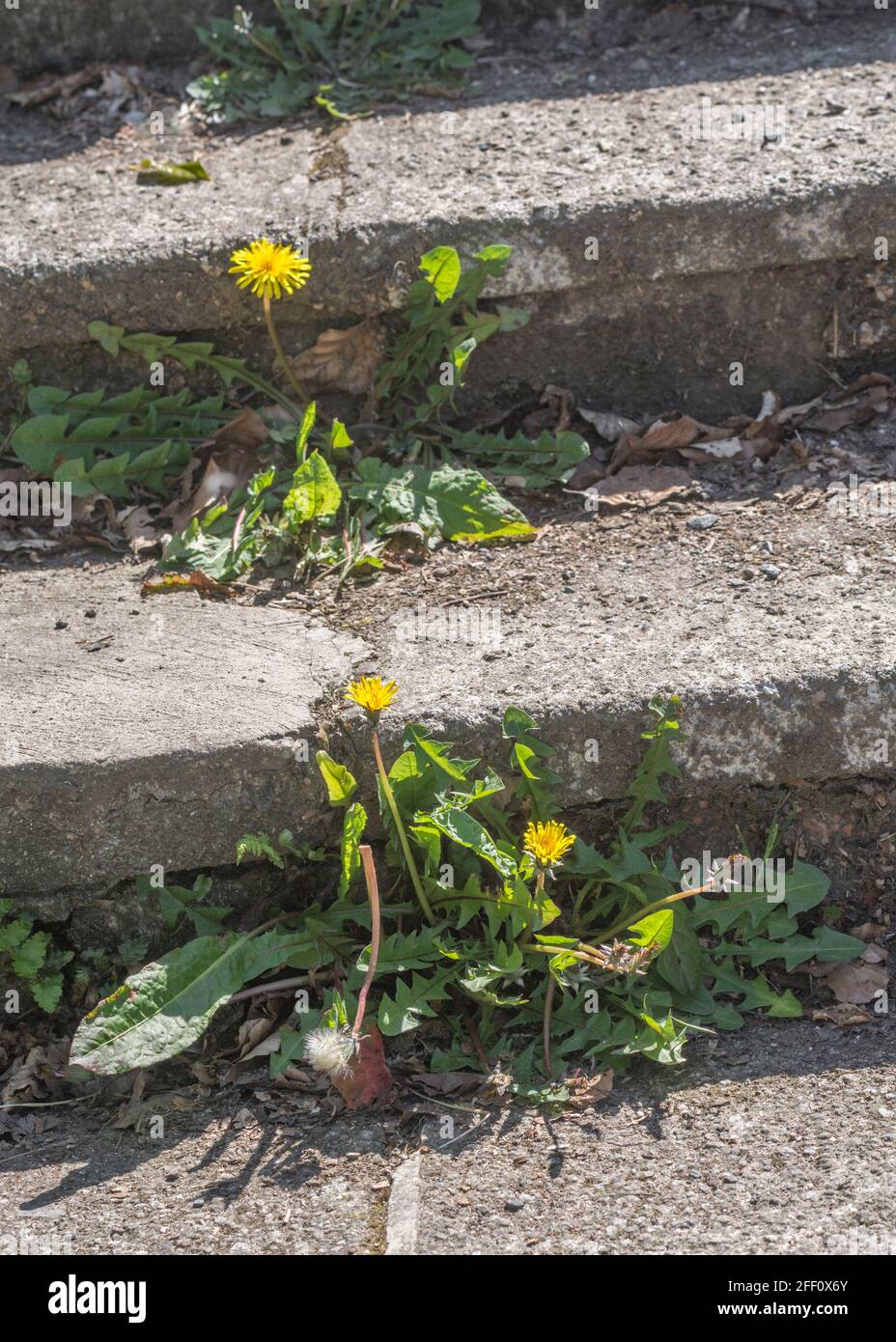 Im Frühling gelbe Löchenkraut / Taraxacum officinale Blüten, die in Beton wachsen. Dandelion einmal in medizinischen Kräuterkuren verwendet & auch Blätter essbar. Stockfoto