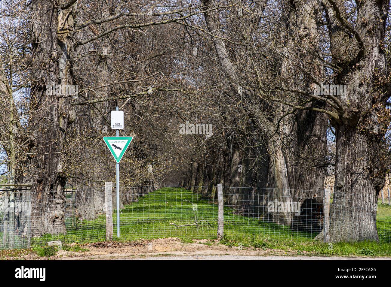 Die Edelkastanienallee (Castanea sativa P. MILL) von Schloss Dyck bei Grevenbroich in Nordrhein-Westfalen ist mit über 214 Bäumen, die zwischen 1794 und 1811 gepflanzt wurden, die größte und wahrscheinlich auch älteste Edelkastanienallee, die noch in ganz Deutschland existiert. Das Betreten des Naturdenkmals ist gefährlich und verboten Stockfoto