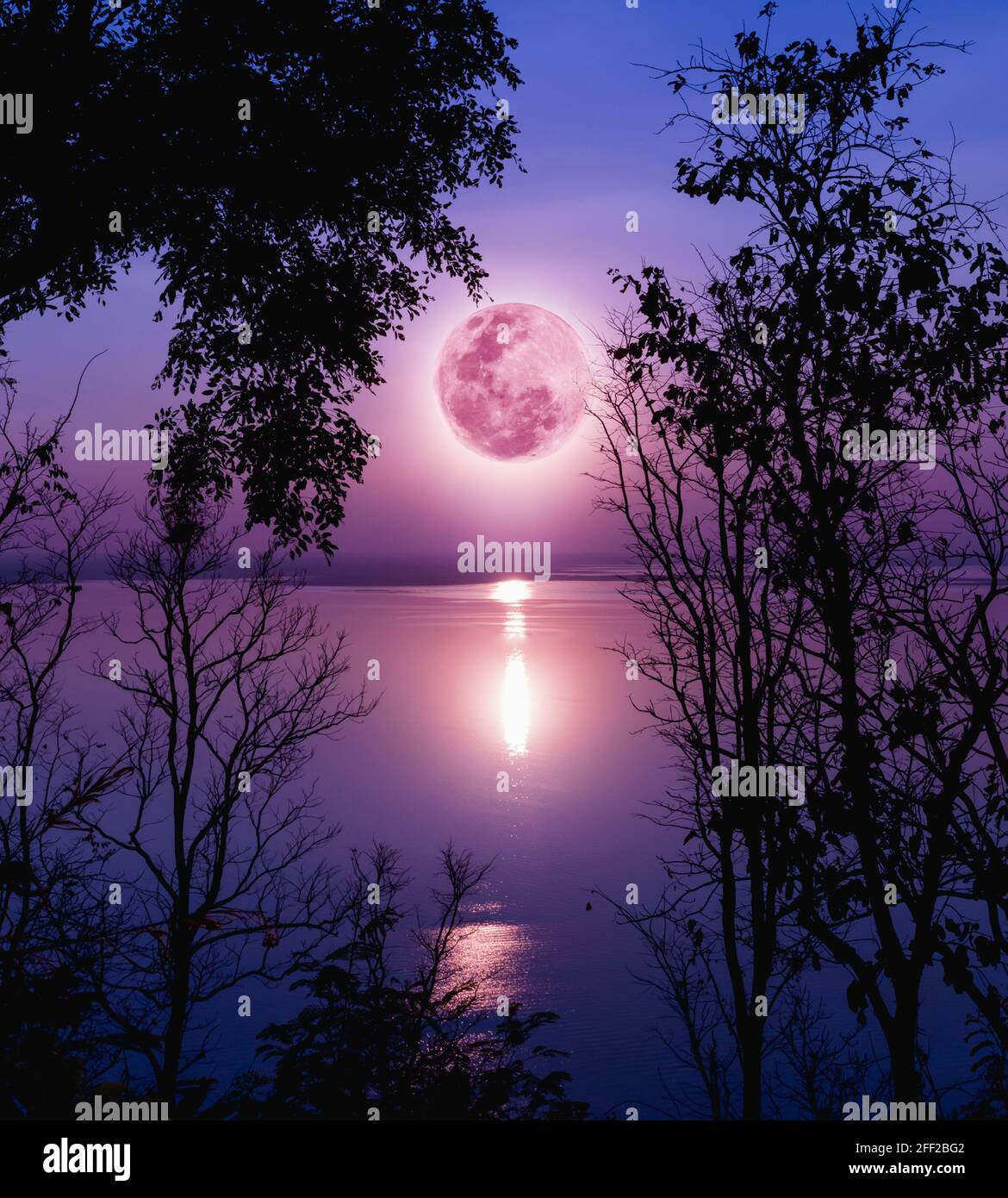 Baum gegen purpurnen Himmel über beschaulichen See. Silhouetten von Wäldern und schönen Mondaufgang, heller Vollmond würde ein schönes Bild machen. Die Schönheit der Natur Stockfoto