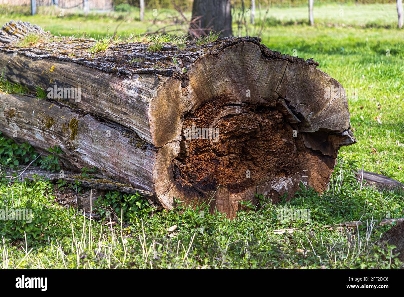 Morsekastanienstumpf. Die Edelkastanienallee (Castanea sativa P. MILL) von Schloss Dyck bei Grevenbroich in Nordrhein-Westfalen ist mit über 214 Bäumen, die zwischen 1794 und 1811 gepflanzt wurden, die größte und wahrscheinlich auch älteste Edelkastanienallee, die noch in ganz Deutschland existiert. Stockfoto