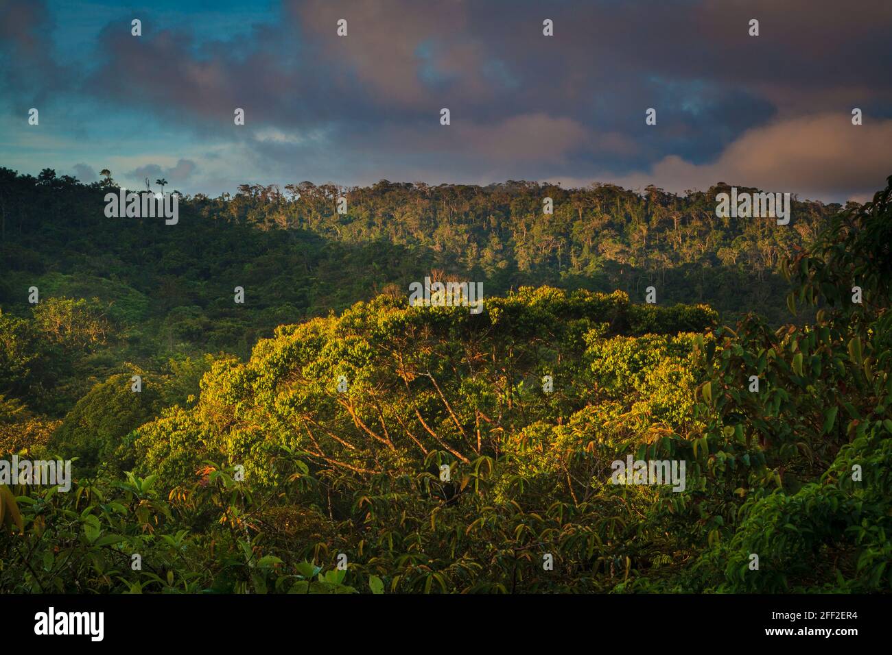 Panamalandschaft mit Regenwald in der frühen Morgensonne in Garduk in der Wildnis Narganas, Comarca Guna Yala, Republik Panama. Stockfoto
