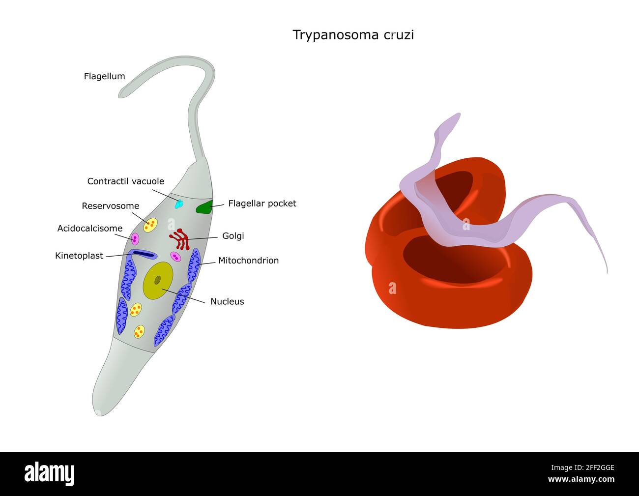 trypanosoma cruzi, ein Parasit, der den Menschen beeinflussen kann