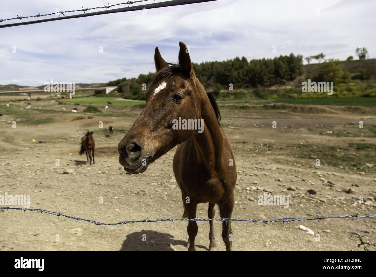 Lustige Pferde im Stall, wilde Säugetiere, Reiten Stockfoto