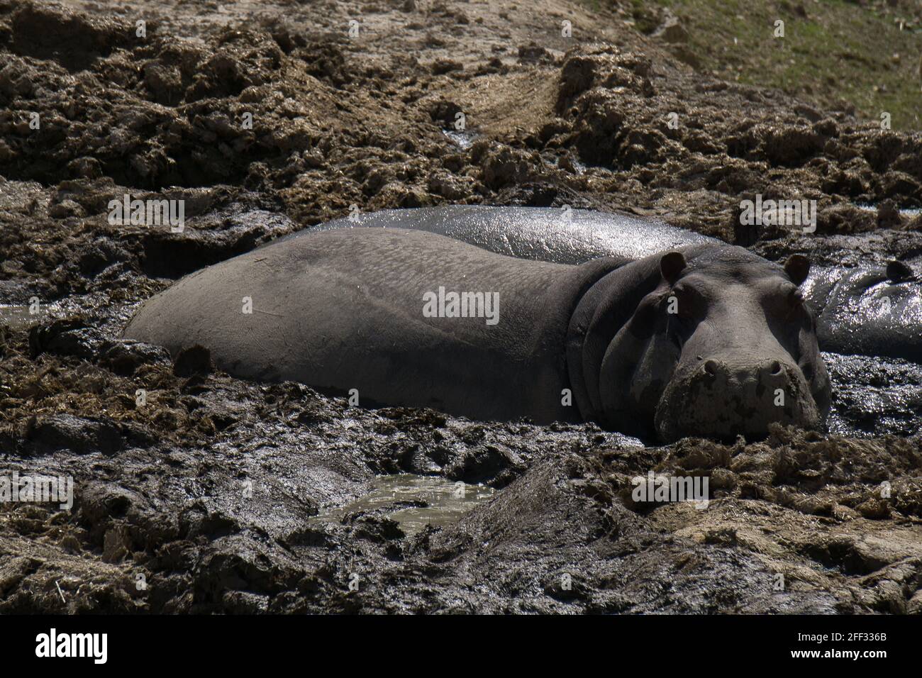 Hippopotamus in einem Teich in einem Naturpark und Tierreservat, in der Sierra de Aitana, Alicante, Spanien. Blick Stockfoto