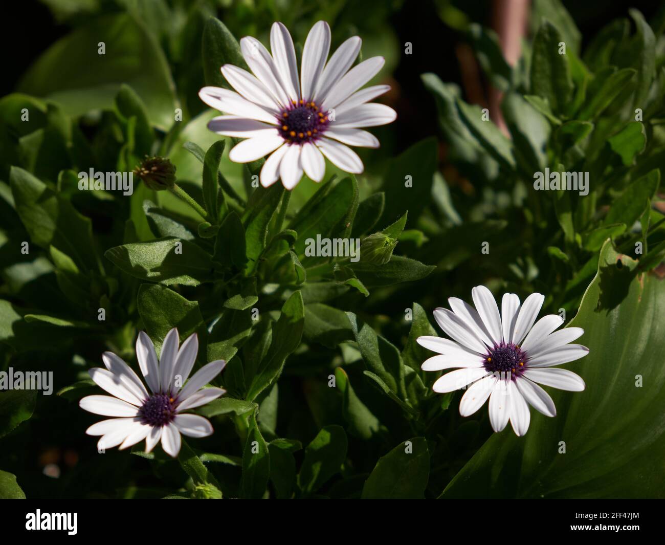 Dimorphotheca ecklonis, Zierpflanze aus Südafrika. Stockfoto