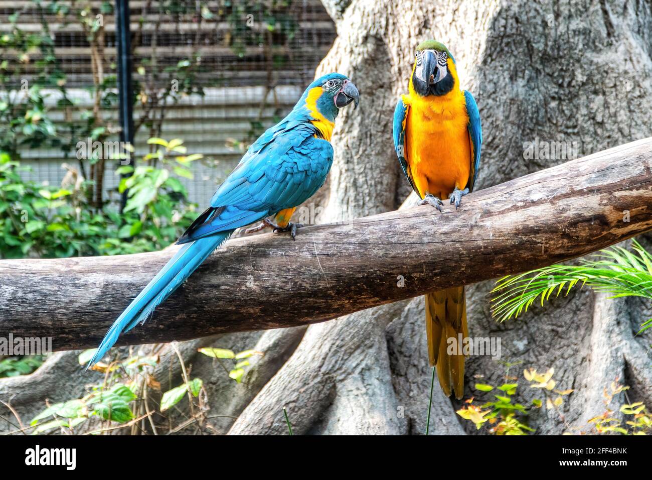 Ein paar bunte Papageien ruhen auf einem Ast. Perfekte Aufnahme für Ornithologie, Tiere und Wildtiere. Stockfoto
