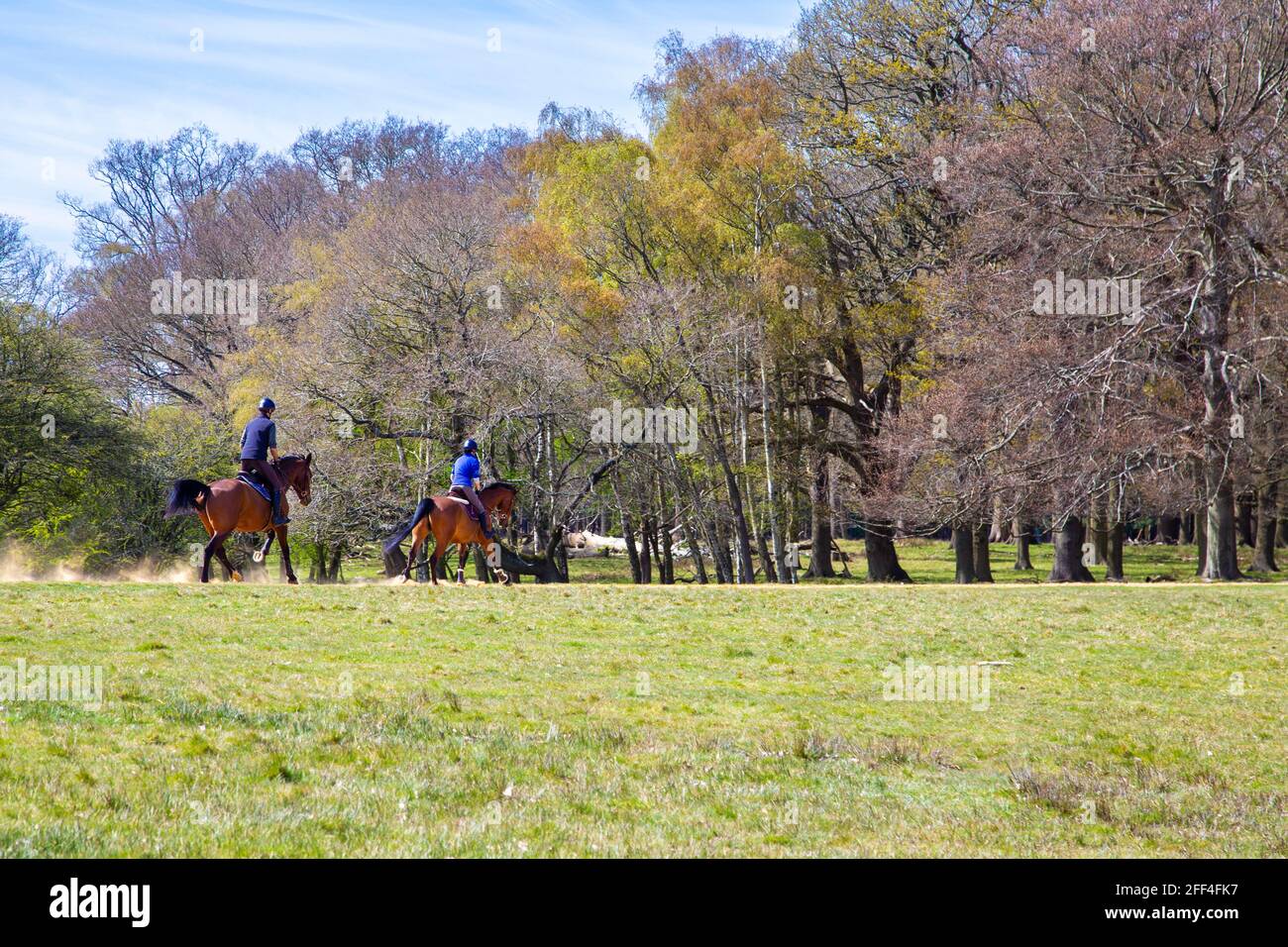 Menschen, die Pferde in der Nähe des Long Walk im Windsor Great Park, Windsor, Großbritannien, reiten Stockfoto