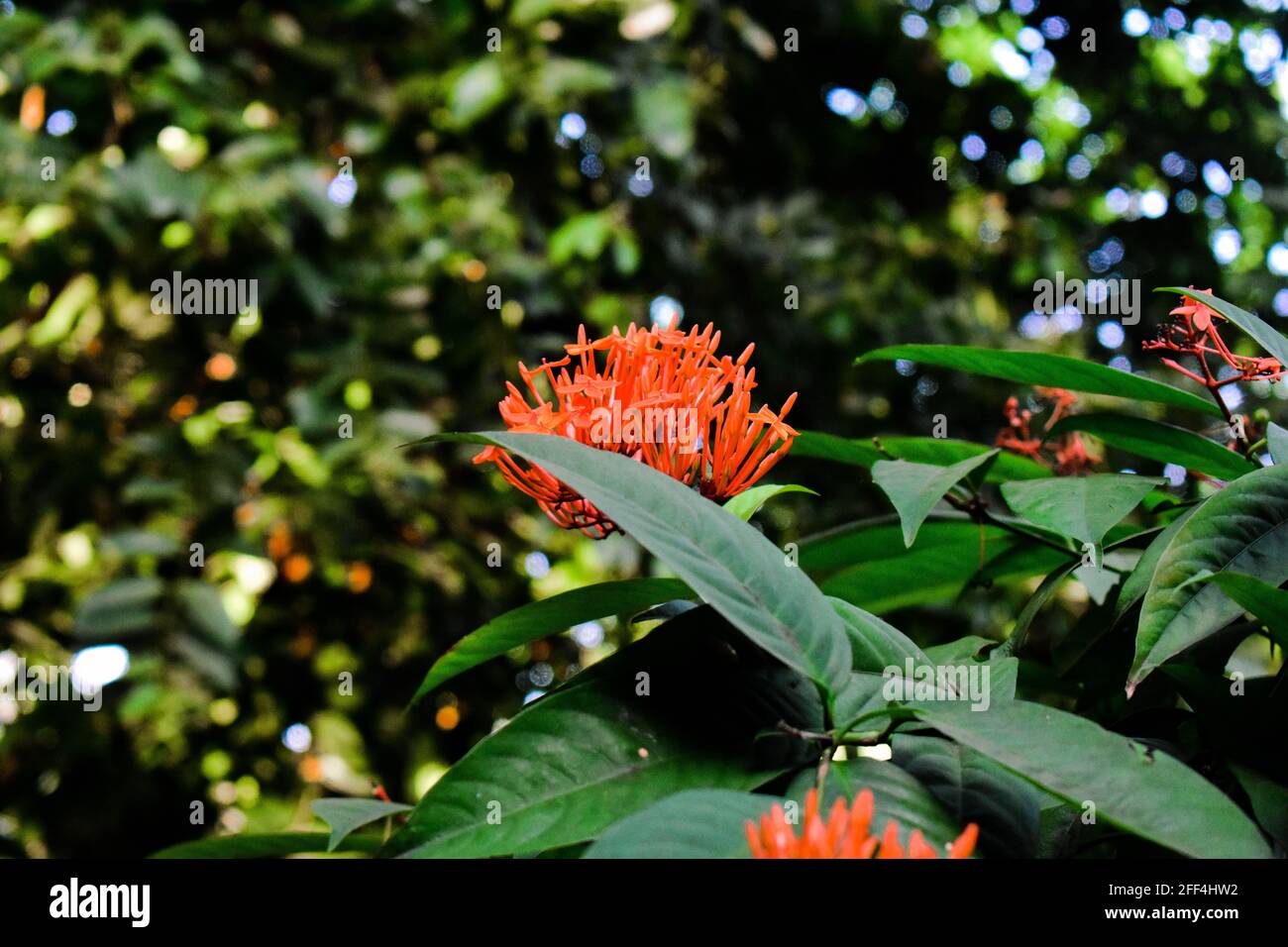 Safranfarbene westindische Jasminblüte mit grünen Blättern Stockfoto