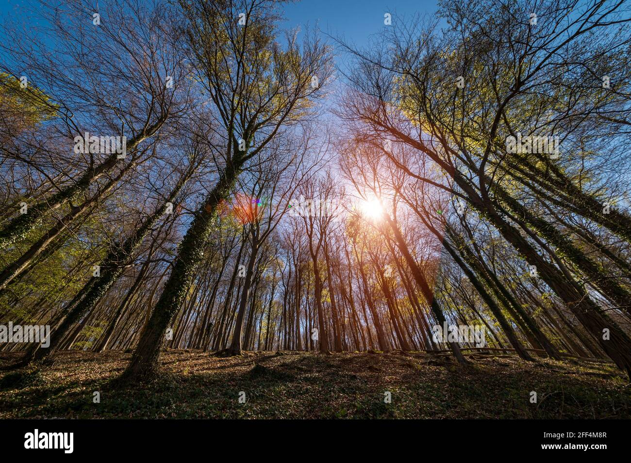 Waldlandschaft mit Sonnenlicht, das durch die Bäume mit Frühlingslaub kommt. Stockfoto