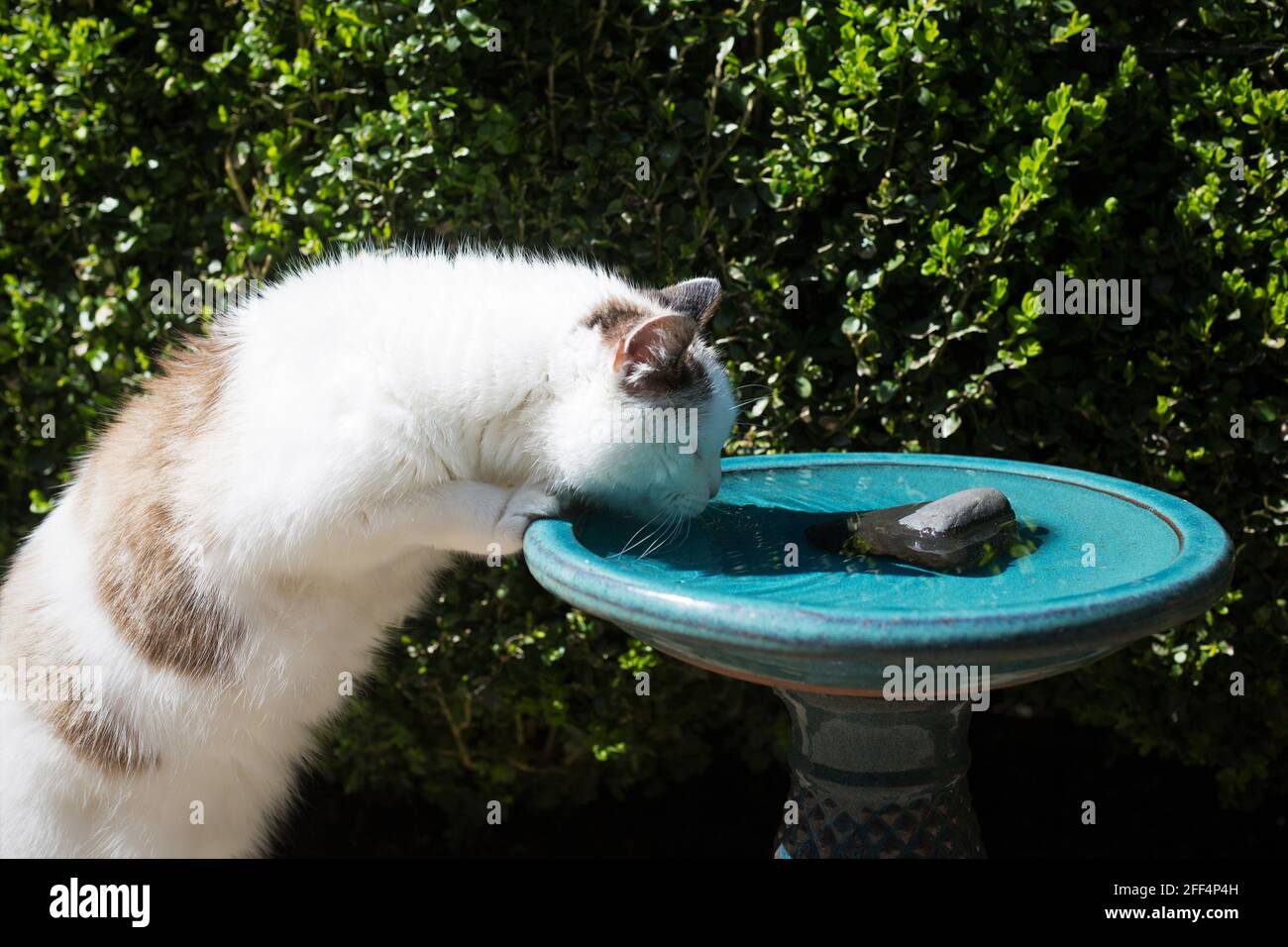 Eine Katze steht und trinkt aus einem Vogelbad. Stockfoto