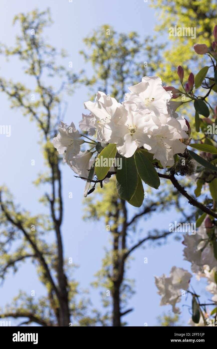 Rhododendron „Loderi Superlative“. Stockfoto