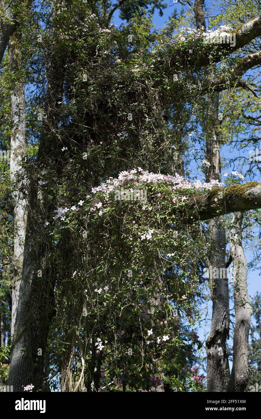 Blühende Clematis-Reben, die an einem alten Baum hängen. Stockfoto