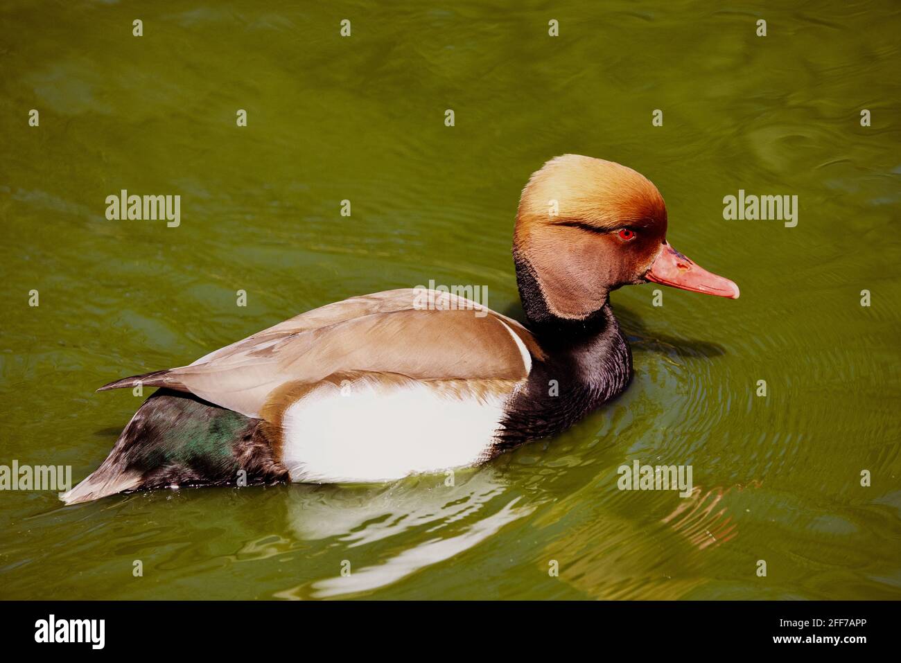 Rot Crested Tafelenten (Netta Rufina) Stockfoto