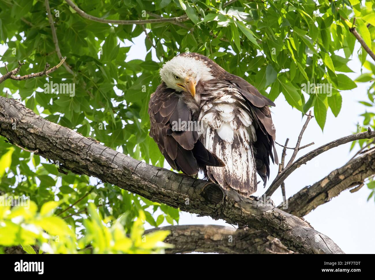 Nahaufnahme eines jungen Adlers, der sich auf der Pflege befindet und immer noch melierte Federn zeigt, während er unter einem Baldachin aus grünen Frühlingsblättern thront. Stockfoto