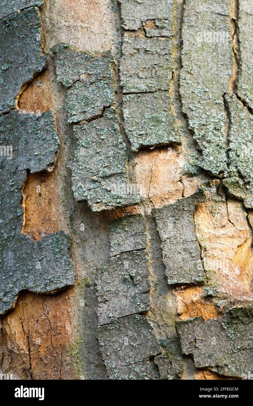 Sycamore Ahornrinde Textur Acer Rinde schält alte Rinde zerrissene Rinde Stockfoto