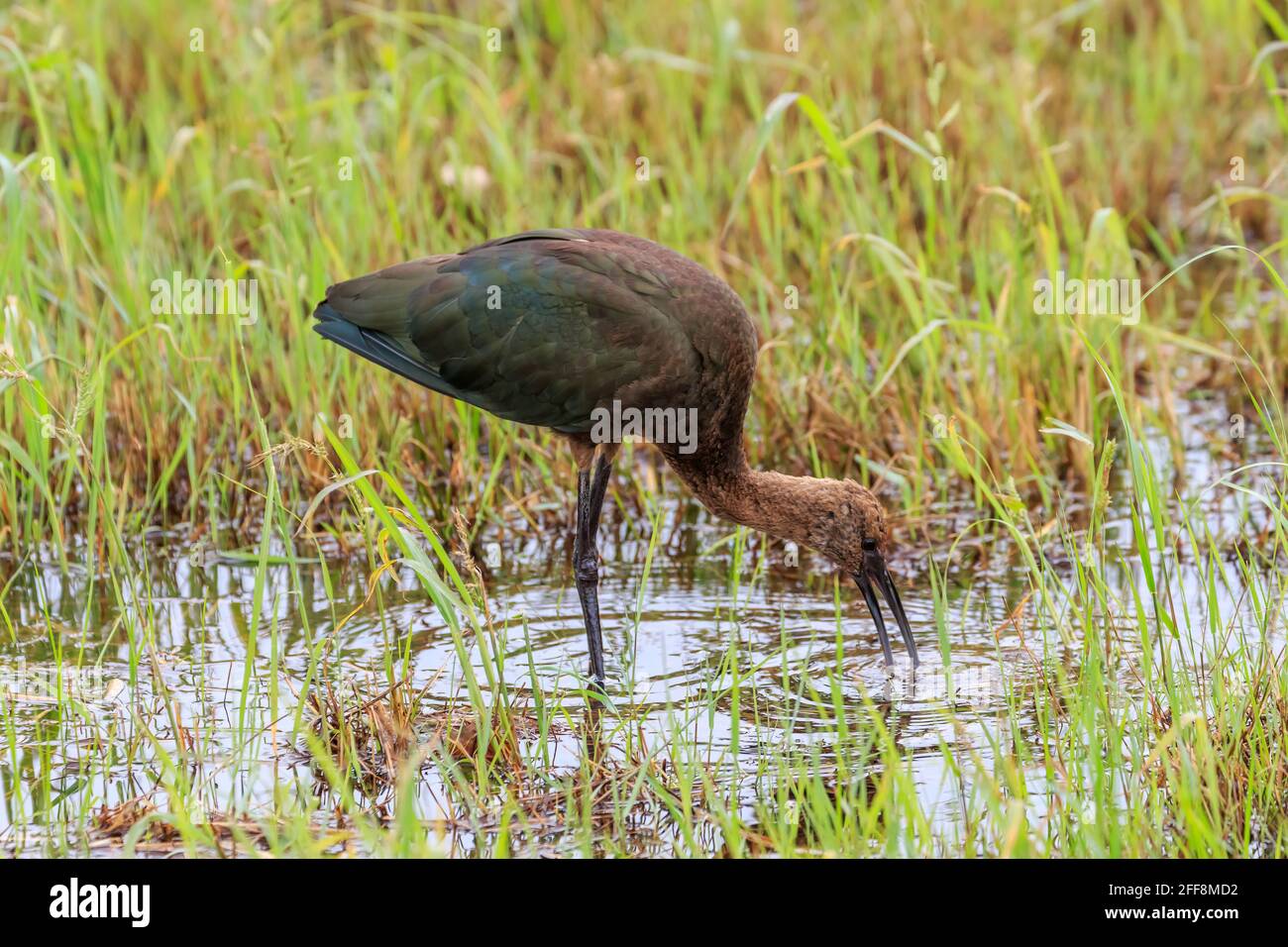 Ibis mit weißem Gesicht (Plegadis chihi) Waten in einem Sumpf im Lake Hefner von Oklahoma City Stockfoto