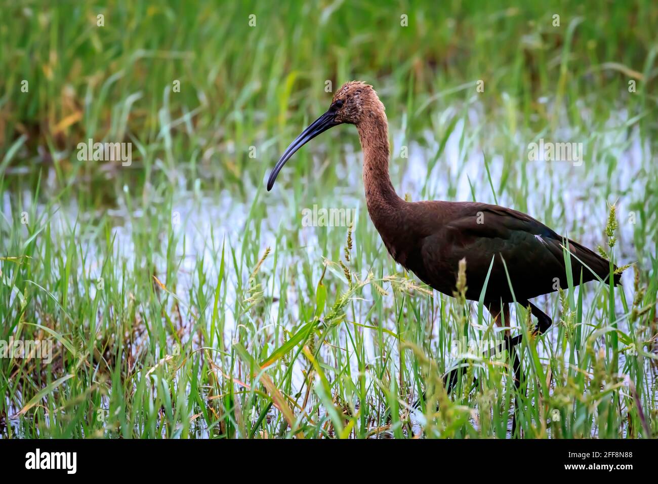 Ibis mit weißem Gesicht (Plegadis chihi) Waten in einem Sumpf im Lake Hefner von Oklahoma City Stockfoto