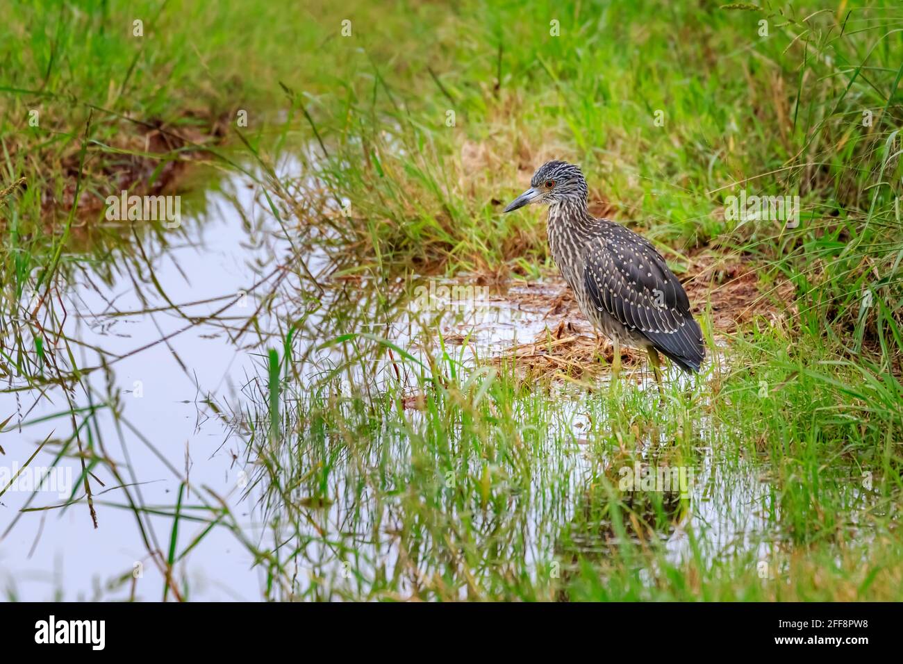 Juvenile Yellow-Crowned Night Heron (Nyctanassa violacea) versteckt sich im Gras in der Nähe des Lake Hefner in Oklahoma City. Stockfoto