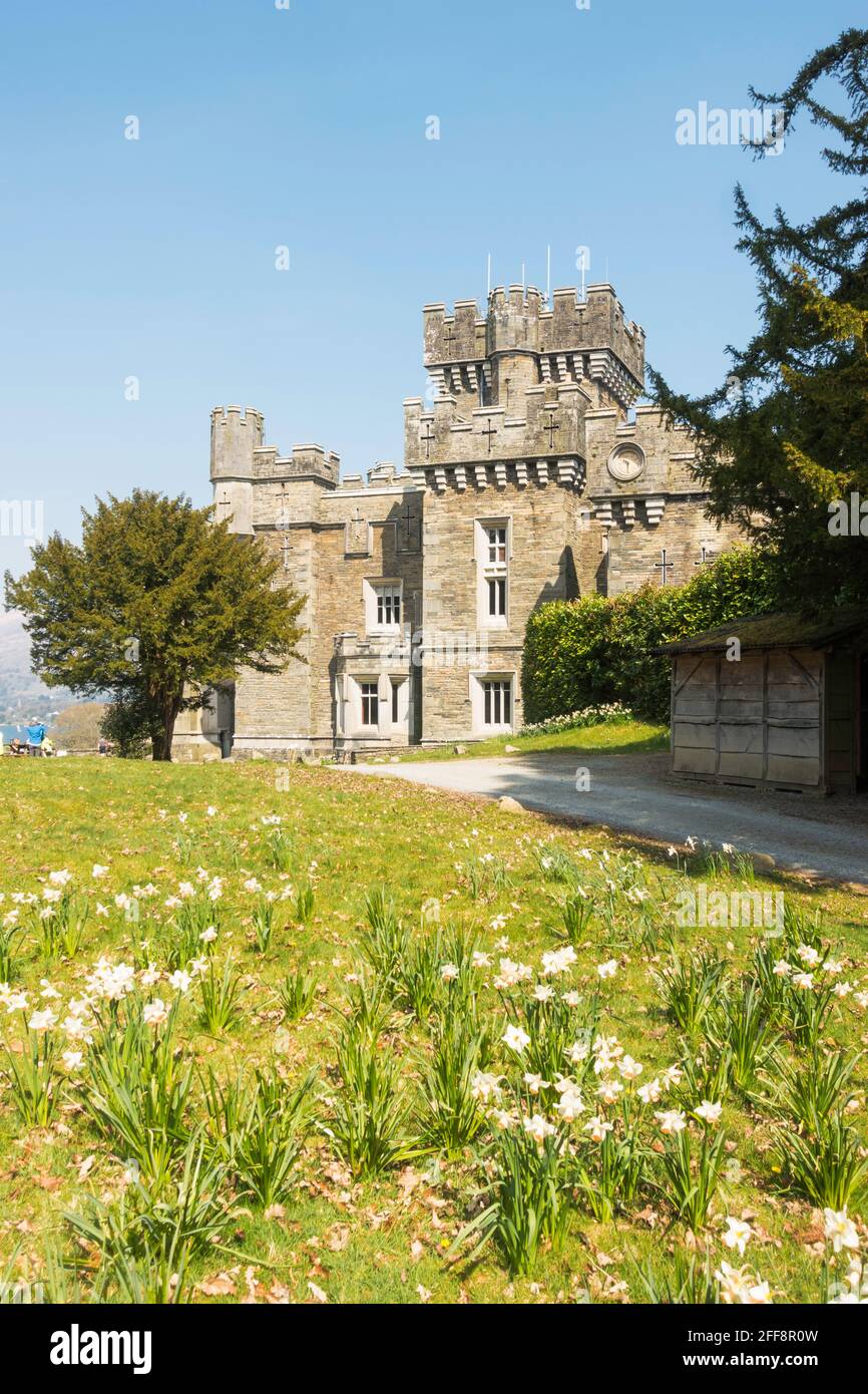 Narzissen blühen in Wray Castle, Low Wray, Cumbria, England, Großbritannien Stockfoto