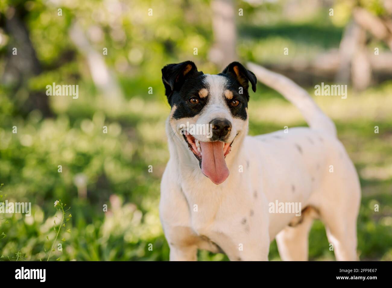 Farbenfrohes Porträt eines jungen weißen Hundes, der im Garten mit unscharfem grünen, frischen Hintergrund steht und seinen Besitzer ansieht Stockfoto