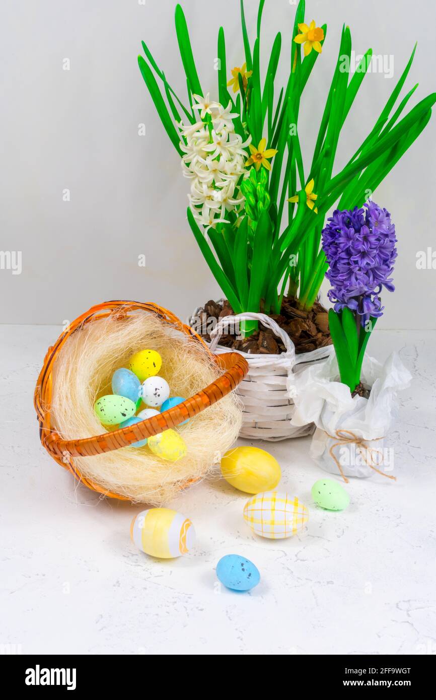 Weidenkorb mit Wachteleiern auf einem Hintergrund aus gelben Narzissen und blauen Hyazinthen auf einem weißen Tisch. Osterfeiertagskonzept. Stockfoto