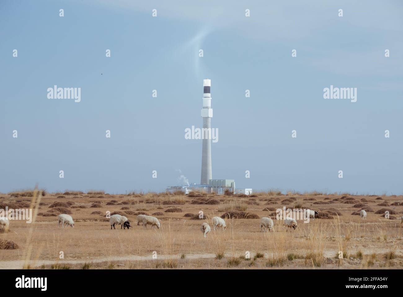 Schafe weiden auf dem Gras rund um den geschmolzenen Salzturm Solarthermisches Kraftwerk Stockfoto
