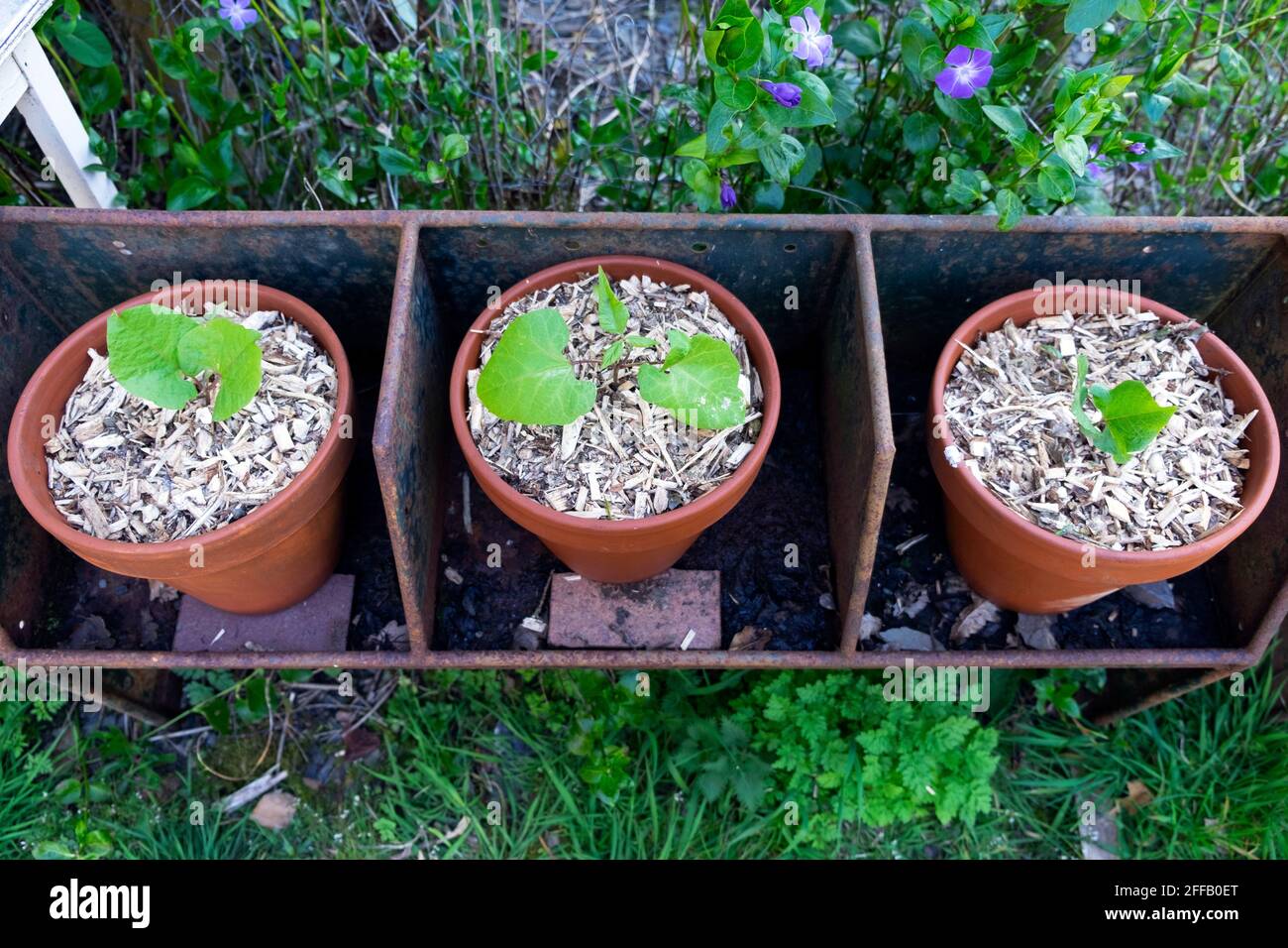 Hestia Zwergläufer Bohnenpflanzen Pflanzen in Terrakotta-Topf gepflanzt Töpfe mit abgebrochener Rinde Mulchen, um Feuchtigkeitsverlust zu verhindern Wasser im trockenen Frühling Wales Großbritannien Stockfoto