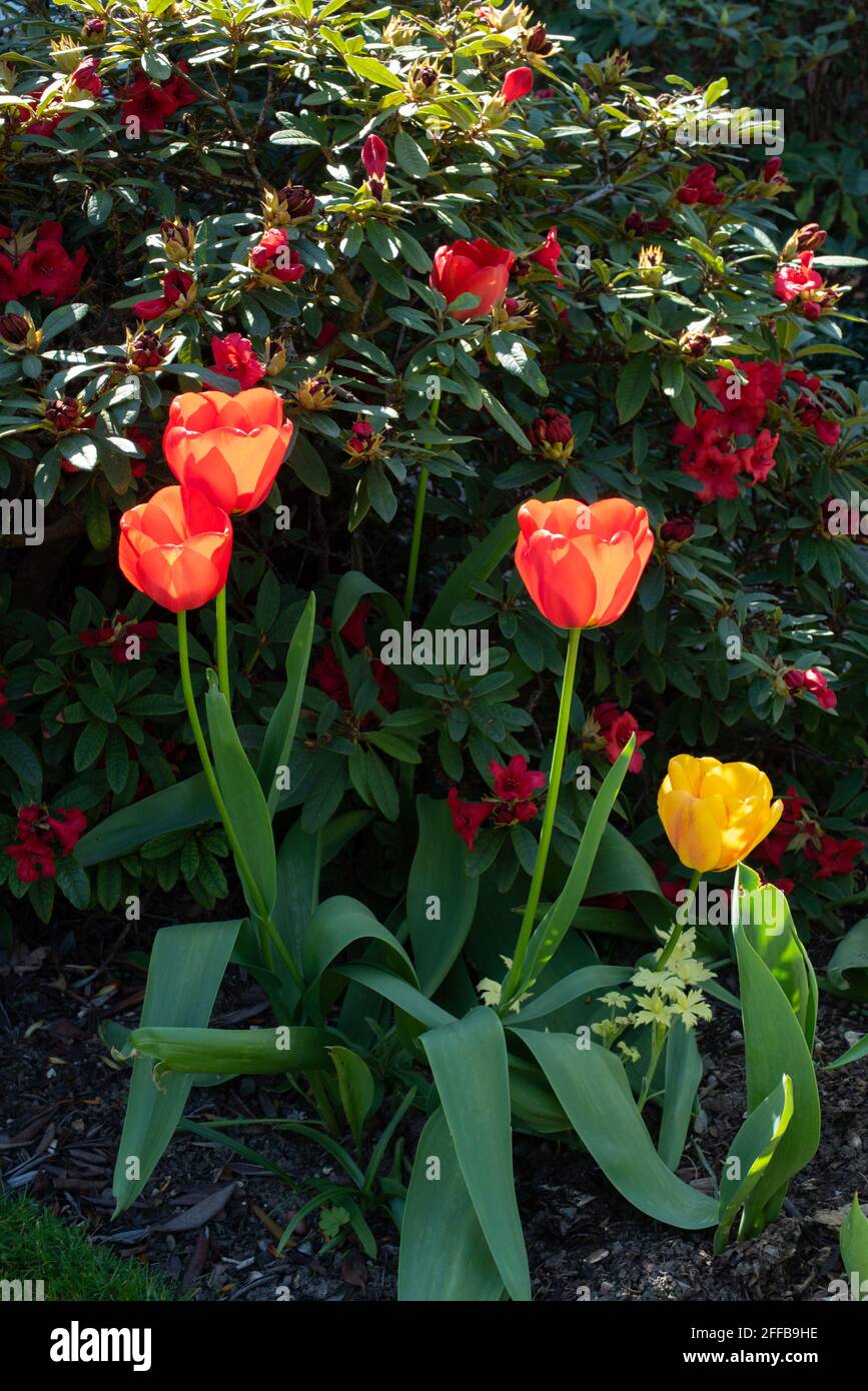 Rote und gelbe Aprilblüten-Tulpen Stockfoto