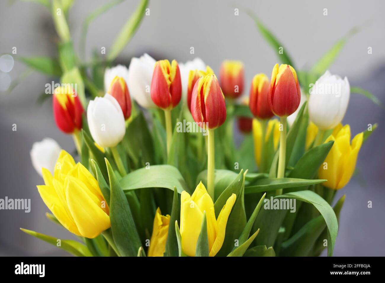 Blühende Tulpen in Multipulefarben in der Vase - Frühlingsdekor Stockfoto