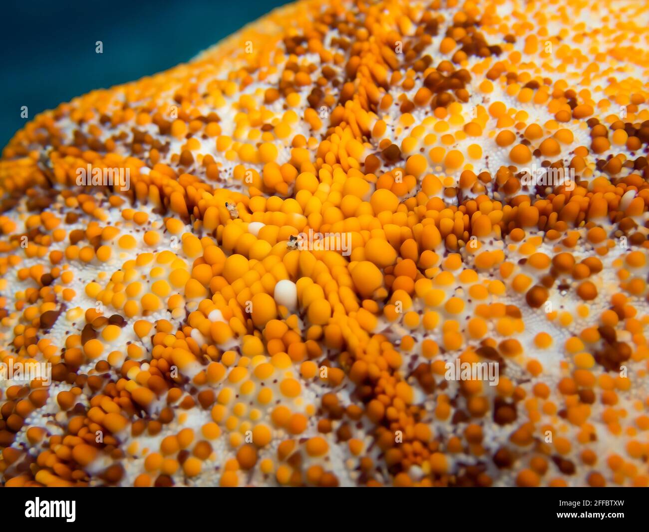 Nahaufnahme Unterseite von leuchtend orange und weiß Kissen Seestern mit Beulen und Design auf blauem Ozean Hintergrund unter Wasser. Stockfoto