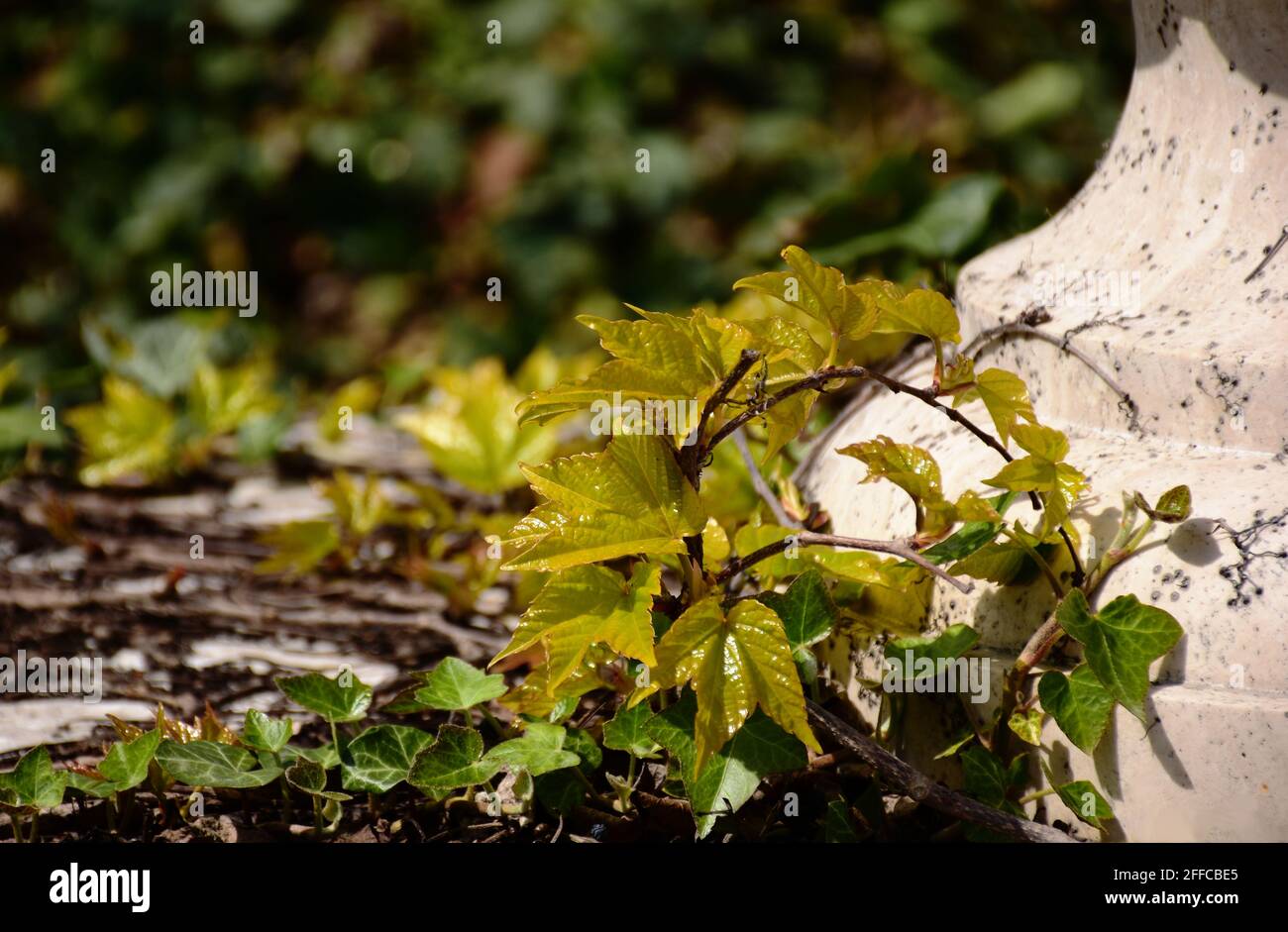 Dekorative gelbe und grüne Efeu- und Rebbergsteiger-Pflanzen auf beigefarbener Steinoberfläche. Dichtes grünes Laub. Frische Frühlingsszene. Verschwommener grüner Hintergrund. Stockfoto